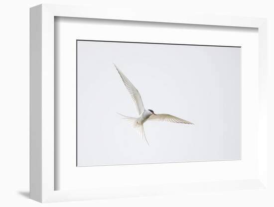 Arctic tern, sterna paradisaea, flight-olbor-Framed Photographic Print