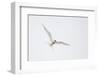 Arctic tern, sterna paradisaea, flight-olbor-Framed Photographic Print