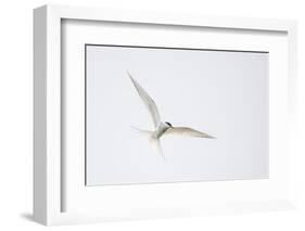 Arctic tern, sterna paradisaea, flight-olbor-Framed Photographic Print