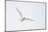 Arctic tern, sterna paradisaea, flight-olbor-Mounted Photographic Print