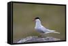 Arctic Tern (Sterna Paradisaea), Iceland, Polar Regions-James-Framed Stretched Canvas