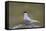 Arctic Tern (Sterna Paradisaea), Iceland, Polar Regions-James-Framed Stretched Canvas