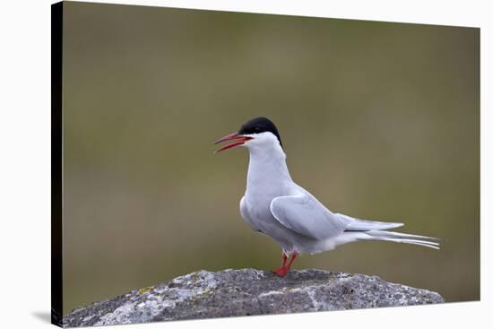 Arctic Tern (Sterna Paradisaea), Iceland, Polar Regions-James-Stretched Canvas