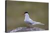 Arctic Tern (Sterna Paradisaea), Iceland, Polar Regions-James-Stretched Canvas