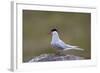 Arctic Tern (Sterna Paradisaea), Iceland, Polar Regions-James-Framed Photographic Print