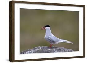 Arctic Tern (Sterna Paradisaea), Iceland, Polar Regions-James-Framed Photographic Print