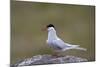 Arctic Tern (Sterna Paradisaea), Iceland, Polar Regions-James-Mounted Photographic Print