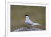 Arctic Tern (Sterna Paradisaea), Iceland, Polar Regions-James-Framed Photographic Print