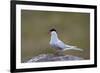 Arctic Tern (Sterna Paradisaea), Iceland, Polar Regions-James-Framed Photographic Print