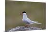 Arctic Tern (Sterna Paradisaea), Iceland, Polar Regions-James-Mounted Photographic Print