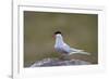 Arctic Tern (Sterna Paradisaea), Iceland, Polar Regions-James-Framed Photographic Print