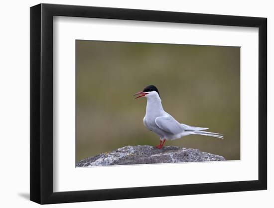 Arctic Tern (Sterna Paradisaea), Iceland, Polar Regions-James-Framed Photographic Print