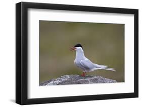 Arctic Tern (Sterna Paradisaea), Iceland, Polar Regions-James-Framed Photographic Print