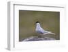 Arctic Tern (Sterna Paradisaea), Iceland, Polar Regions-James-Framed Photographic Print