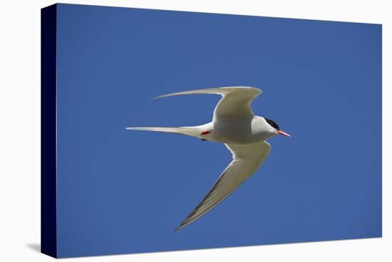 Arctic Tern (Sterna Paradisaea) in Flight, Inner Farne, Farne Islands, Northumberland, June-Rob Jordan-Stretched Canvas