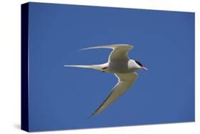 Arctic Tern (Sterna Paradisaea) in Flight, Inner Farne, Farne Islands, Northumberland, June-Rob Jordan-Stretched Canvas