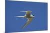 Arctic Tern (Sterna Paradisaea) in Flight, Inner Farne, Farne Islands, Northumberland, June-Rob Jordan-Mounted Photographic Print