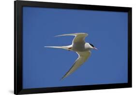 Arctic Tern (Sterna Paradisaea) in Flight, Inner Farne, Farne Islands, Northumberland, June-Rob Jordan-Framed Photographic Print