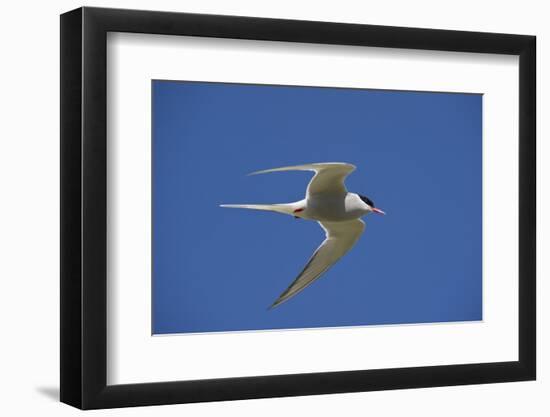 Arctic Tern (Sterna Paradisaea) in Flight, Inner Farne, Farne Islands, Northumberland, June-Rob Jordan-Framed Photographic Print