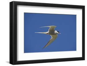 Arctic Tern (Sterna Paradisaea) in Flight, Inner Farne, Farne Islands, Northumberland, June-Rob Jordan-Framed Photographic Print