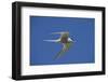 Arctic Tern (Sterna Paradisaea) in Flight, Inner Farne, Farne Islands, Northumberland, June-Rob Jordan-Framed Photographic Print