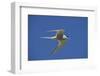 Arctic Tern (Sterna Paradisaea) in Flight, Inner Farne, Farne Islands, Northumberland, June-Rob Jordan-Framed Photographic Print