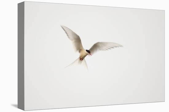 Arctic Tern (Sterna Paradisaea) in Flight. Shetland, Scotland, August-Peter Cairns-Stretched Canvas