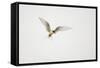 Arctic Tern (Sterna Paradisaea) in Flight. Shetland, Scotland, August-Peter Cairns-Framed Stretched Canvas