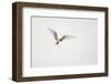 Arctic Tern (Sterna Paradisaea) in Flight. Shetland, Scotland, August-Peter Cairns-Framed Photographic Print