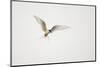 Arctic Tern (Sterna Paradisaea) in Flight. Shetland, Scotland, August-Peter Cairns-Mounted Photographic Print