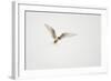 Arctic Tern (Sterna Paradisaea) in Flight. Shetland, Scotland, August-Peter Cairns-Framed Photographic Print