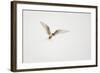 Arctic Tern (Sterna Paradisaea) in Flight. Shetland, Scotland, August-Peter Cairns-Framed Photographic Print