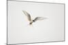 Arctic Tern (Sterna Paradisaea) in Flight. Shetland, Scotland, August-Peter Cairns-Mounted Photographic Print