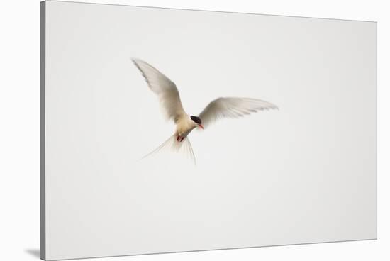 Arctic Tern (Sterna Paradisaea) in Flight. Shetland, Scotland, August-Peter Cairns-Stretched Canvas