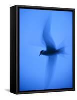 Arctic Tern (Sterna Paradisaea) in Flight Using Slow Shutter Speed, Farne, Northumberland, UK-Rob Jordan-Framed Stretched Canvas