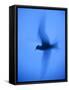 Arctic Tern (Sterna Paradisaea) in Flight Using Slow Shutter Speed, Farne, Northumberland, UK-Rob Jordan-Framed Stretched Canvas