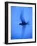 Arctic Tern (Sterna Paradisaea) in Flight Using Slow Shutter Speed, Farne, Northumberland, UK-Rob Jordan-Framed Photographic Print