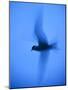 Arctic Tern (Sterna Paradisaea) in Flight Using Slow Shutter Speed, Farne, Northumberland, UK-Rob Jordan-Mounted Photographic Print