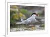 Arctic tern (Sterna paradisaea) with sand eel, Inner Farne, Farne Islands, Northumberland, England,-Ann and Steve Toon-Framed Photographic Print