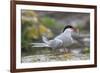 Arctic tern (Sterna paradisaea) with sand eel, Inner Farne, Farne Islands, Northumberland, England,-Ann and Steve Toon-Framed Photographic Print