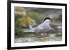 Arctic tern (Sterna paradisaea) with sand eel, Inner Farne, Farne Islands, Northumberland, England,-Ann and Steve Toon-Framed Photographic Print