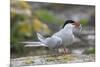 Arctic tern (Sterna paradisaea) with sand eel, Inner Farne, Farne Islands, Northumberland, England,-Ann and Steve Toon-Mounted Photographic Print