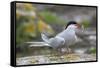 Arctic tern (Sterna paradisaea) with sand eel, Inner Farne, Farne Islands, Northumberland, England,-Ann and Steve Toon-Framed Stretched Canvas