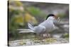 Arctic tern (Sterna paradisaea) with sand eel, Inner Farne, Farne Islands, Northumberland, England,-Ann and Steve Toon-Stretched Canvas