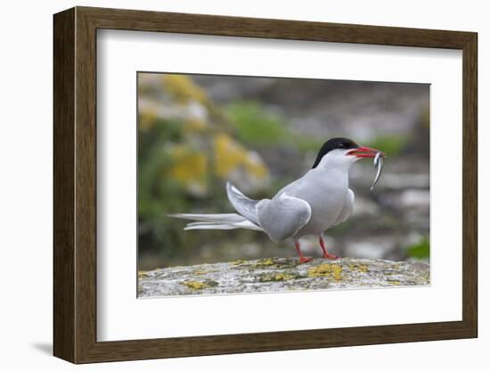 Arctic tern (Sterna paradisaea) with sand eel, Inner Farne, Farne Islands, Northumberland, England,-Ann and Steve Toon-Framed Photographic Print