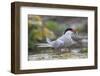 Arctic tern (Sterna paradisaea) with sand eel, Inner Farne, Farne Islands, Northumberland, England,-Ann and Steve Toon-Framed Photographic Print