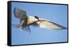 Arctic Tern, Svalbard, Norway-Paul Souders-Framed Stretched Canvas