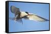 Arctic Tern, Svalbard, Norway-Paul Souders-Framed Stretched Canvas