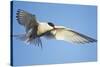 Arctic Tern, Svalbard, Norway-Paul Souders-Stretched Canvas