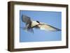 Arctic Tern, Svalbard, Norway-Paul Souders-Framed Photographic Print